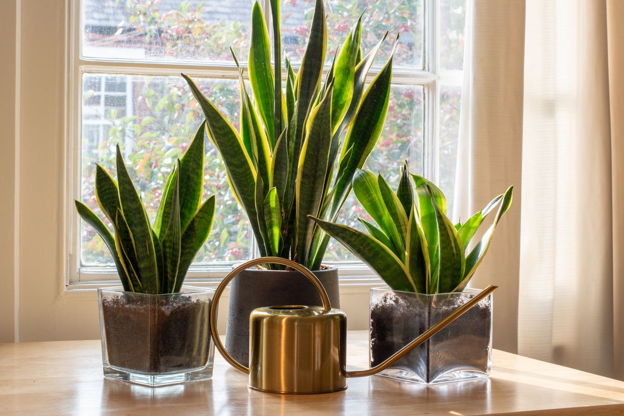 les plantes contre la chaleur